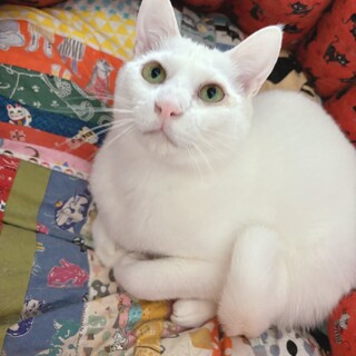 【5/19譲渡会】2匹一緒にジトくん