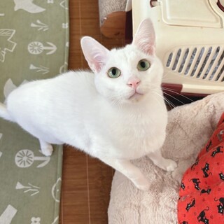 【5/19譲渡会】２匹一緒にソウくん