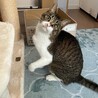 【8/18譲渡会】1匹飼いで猫太郎くん