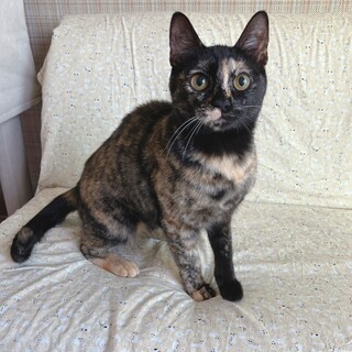 多頭飼育崩壊レスキューのメイ