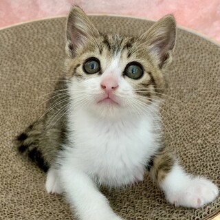 【5/26東銀座】まるくん★1ヵ月半♪