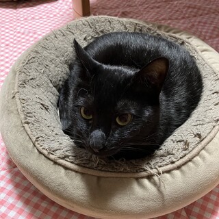 黒猫　まめちゃん　ナデナデが大好き　かまってちゃん