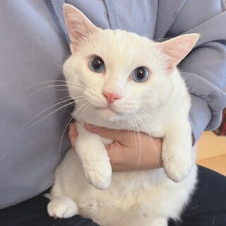 【5/19譲渡会】ハンデはスペシャルな印のクリーム