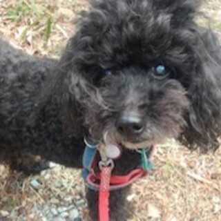 抱っこが大好きな　チョコくん