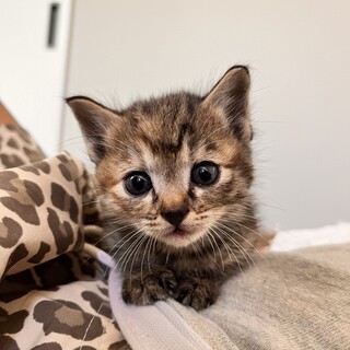 里親募集！！ひとりぼっちでいた子猫。