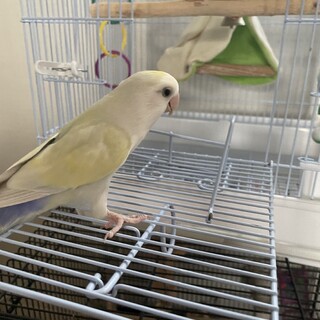 可愛いがってくれる方