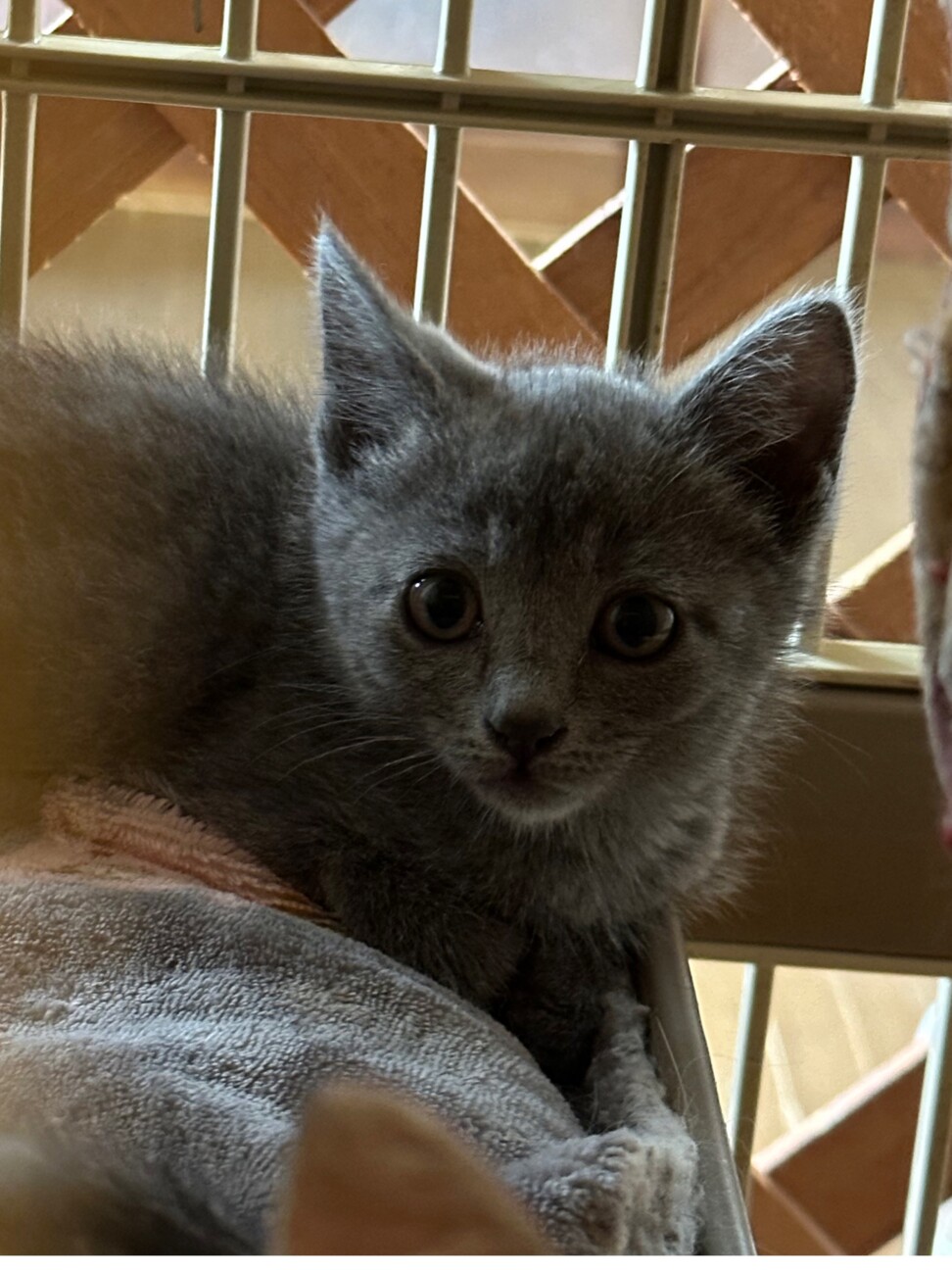 グレーの子猫さくらちゃん サムネイル2