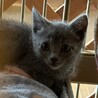 グレーの子猫さくらちゃん サムネイル2