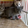グレーの子猫さくらちゃん サムネイル3