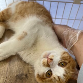 【被災地猫】人慣れ抜群！まん丸お目々のヤドカリくん