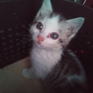 里親募集中です！