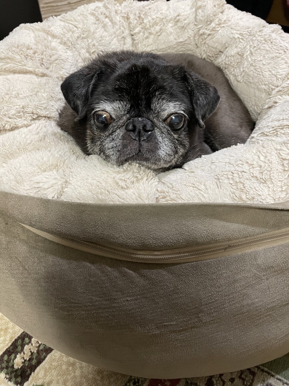 モモ
