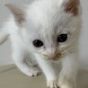 人懐っこく元気な白い子猫ちゃん② サムネイル2