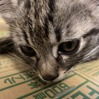 里親募集　最後3ヶ月