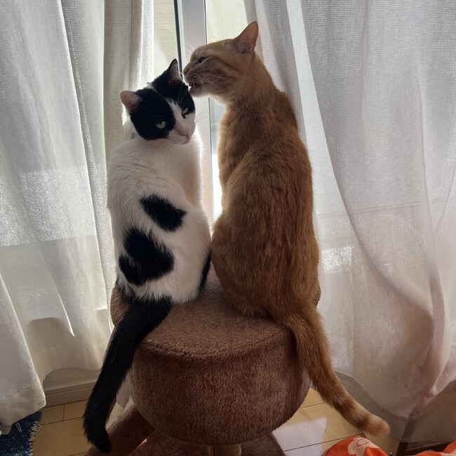 こじちなゆきのカバー写真
