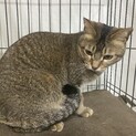 里親さんが決まりました