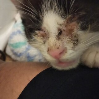 保護した子猫の里親募集