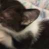 保護した子猫の里親募集 サムネイル2