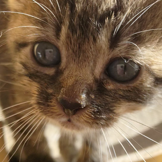 人懐っこくて元気な5きょうだいの黒トラの子猫ちゃん