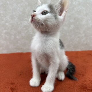  生後2か月！慣れて甘えて抱っこ好き❤ささみ