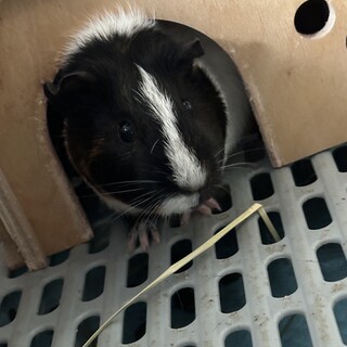 モルモット　