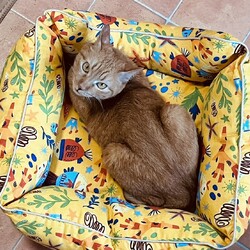 黄色ベッドが似合う琴ちゃん