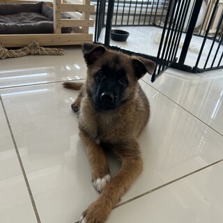 大型犬予想　ふわふわで元気な鼻黒