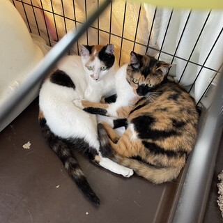 サクラ耳の姉妹猫です！