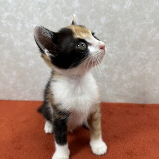 仮面を被っているよう様な美猫❗️生涯の友に❤凛