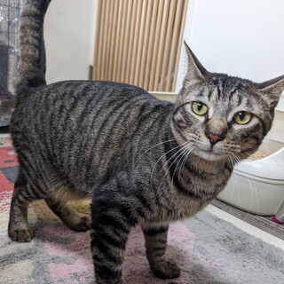 キジ　人なれOK　若い猫