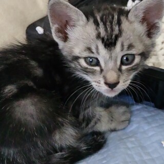 おとなしい猫ちゃんです