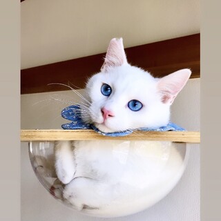 26日譲渡会事前予約受付中！人馴れ抜群❤︎もにゃ君