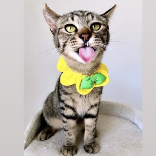 26日譲渡会事前予約受付中！人馴れ抜群❤︎くにゃ君