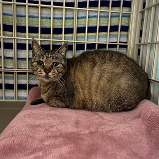 マリン、ミント、バニラのお母さん　ベビちゃん