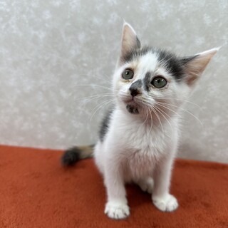 パステル三毛生後2か月！めちゃくちゃ甘える❤ミント