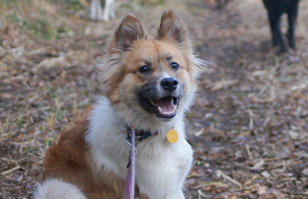 「無邪気なテリー」栃木県 犬の里親募集(488828) 2枚目の画像 ペットのおうち【里親決定25万頭!】