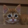 あめちゃんˆ。 ̫ ｡ˆ◝੭⸒⸒