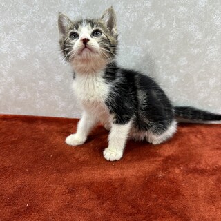 アメショ風3兄妹！ワクワクしながら譲渡会❤ライム