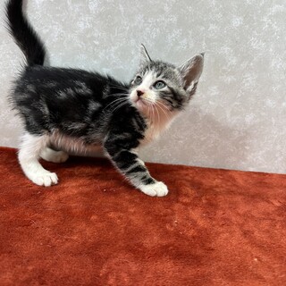 アメショ風3兄妹！ワクワクしながら譲渡会❤ウオッカ