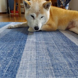 「シニア葵のおトイレ事情(-.-)」サムネイル2