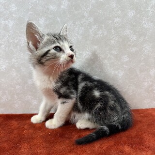 アメショ風3兄妹！ワクワクしながら譲渡会❤バーボン