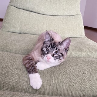 キジ白　オス　10カ月里親募集！