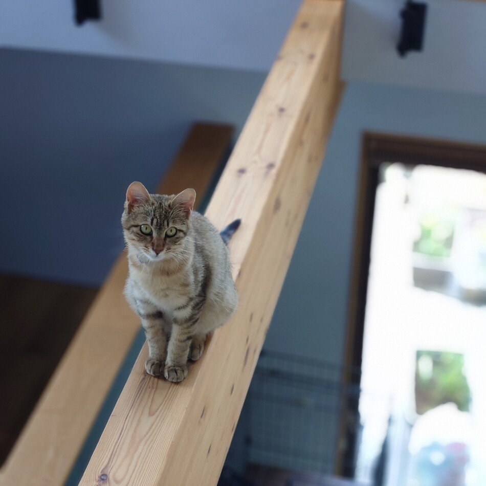 寧個♀(8ヶ月)のカバー写真