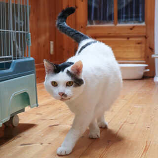 猫の恩返しのムタさん似！！甘えん坊の猫くん♡