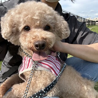 2017年生 トイプードル♀ピノコちゃん♡甘えん坊