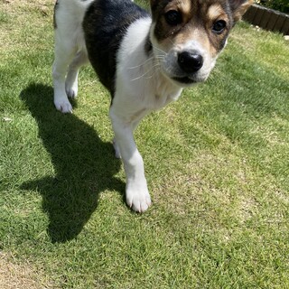 元気いっぱいの女の子マッジ　シェパードやハスキー風