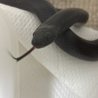 艶のある綺麗なメキシカンブラックキングスネーク⭐️