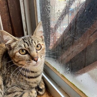 おっとりしとやかな　うぐいすちゃん