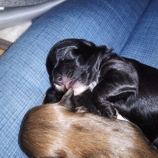 仔犬　元気な男の子です