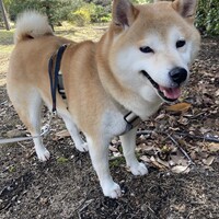 ロク